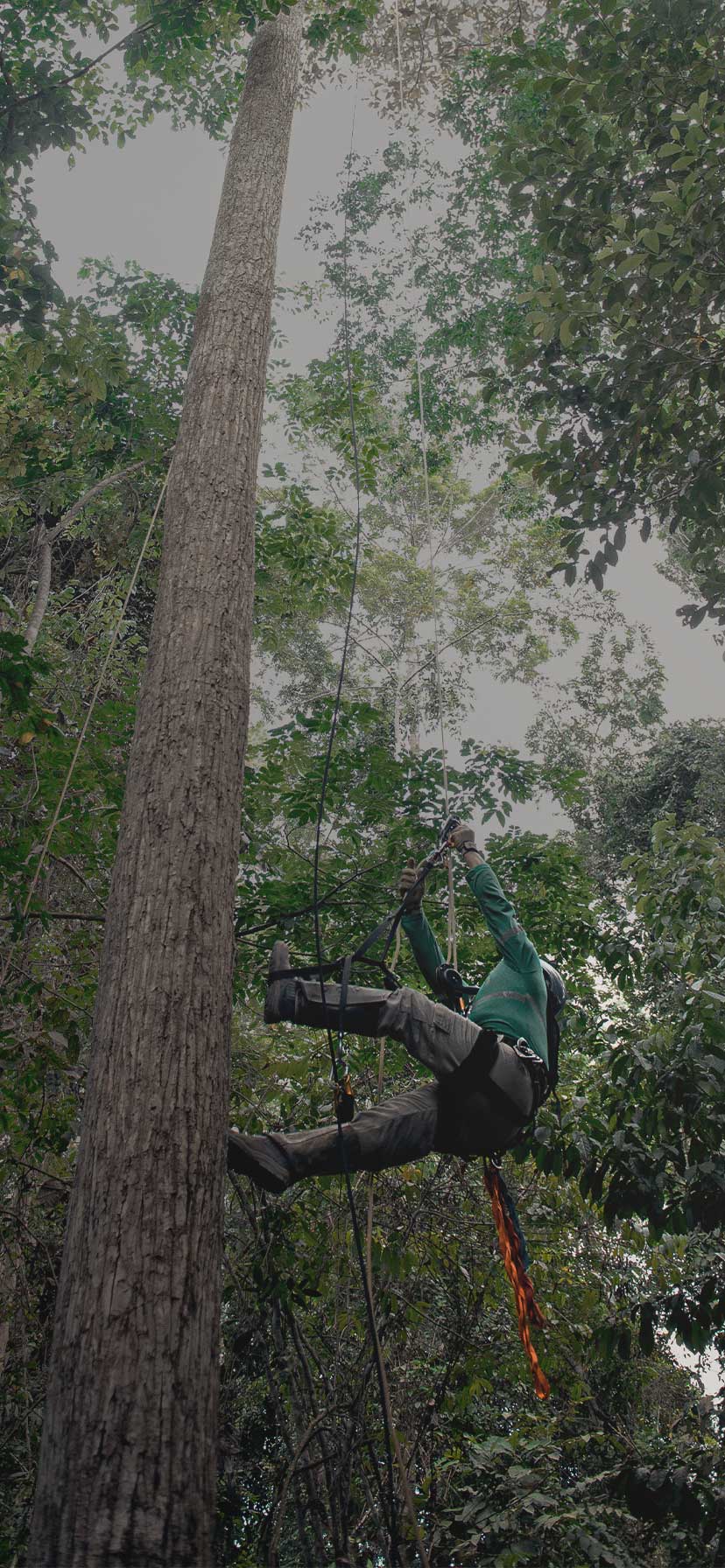 Tree climber climbs in the Amazonas rainforest