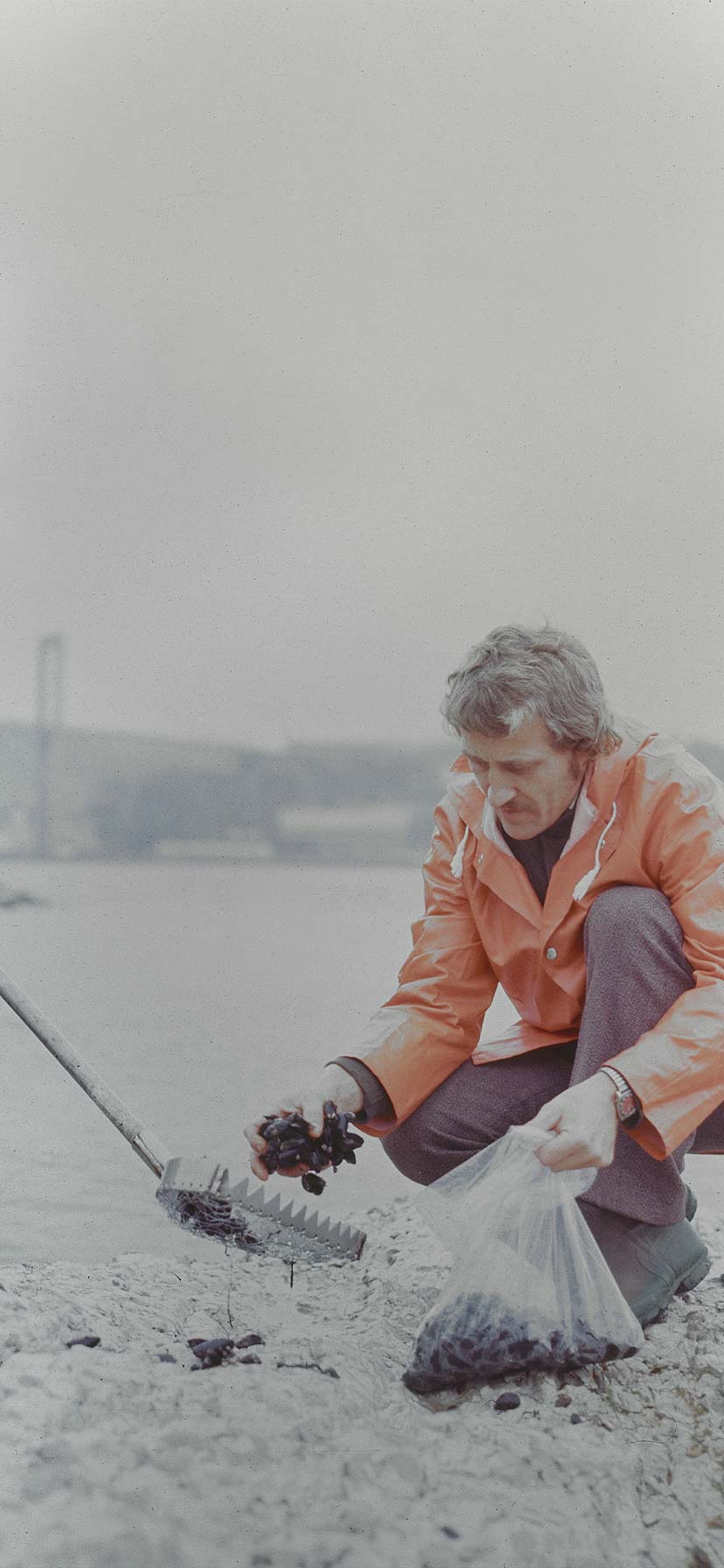 Collection of mussels for testing