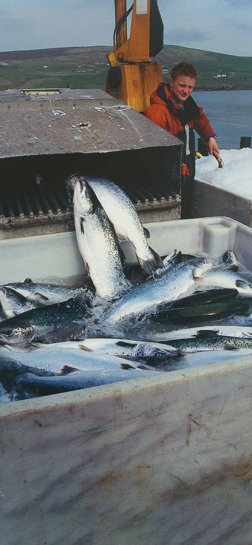 Unloading of Salmon at Hydro Seafood